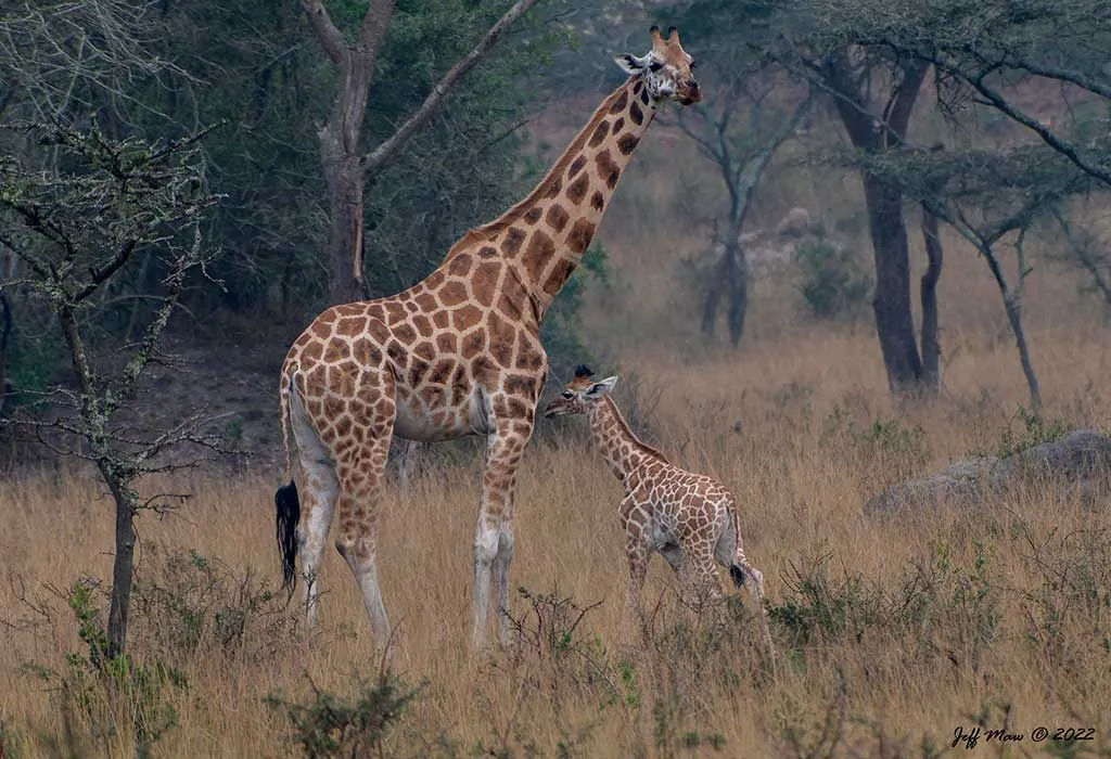 8 Days Fly-in Safari to Kidepo and Murchison Falls