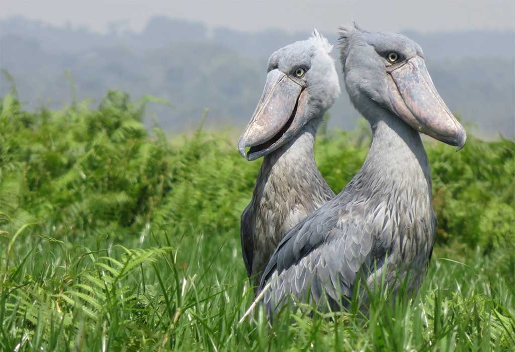 2 Days Uganda Birding Safari