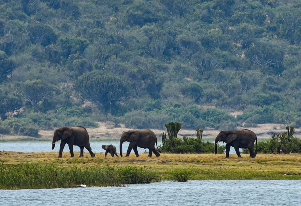 3 Days Fly-in Safari to Queen Elizabeth National Park