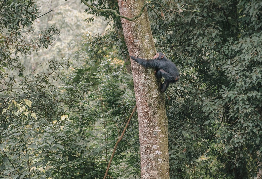 3 Days Chimpanzee Trekking in Rwanda