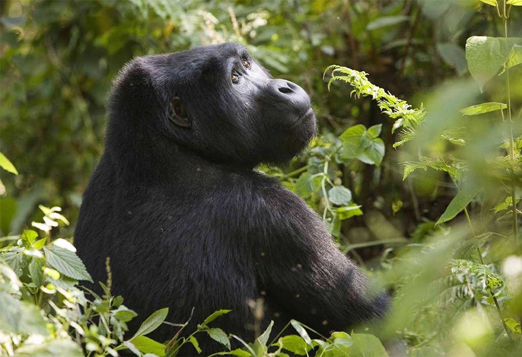 2 Days Gorilla Trekking in Bwindi from Kigali