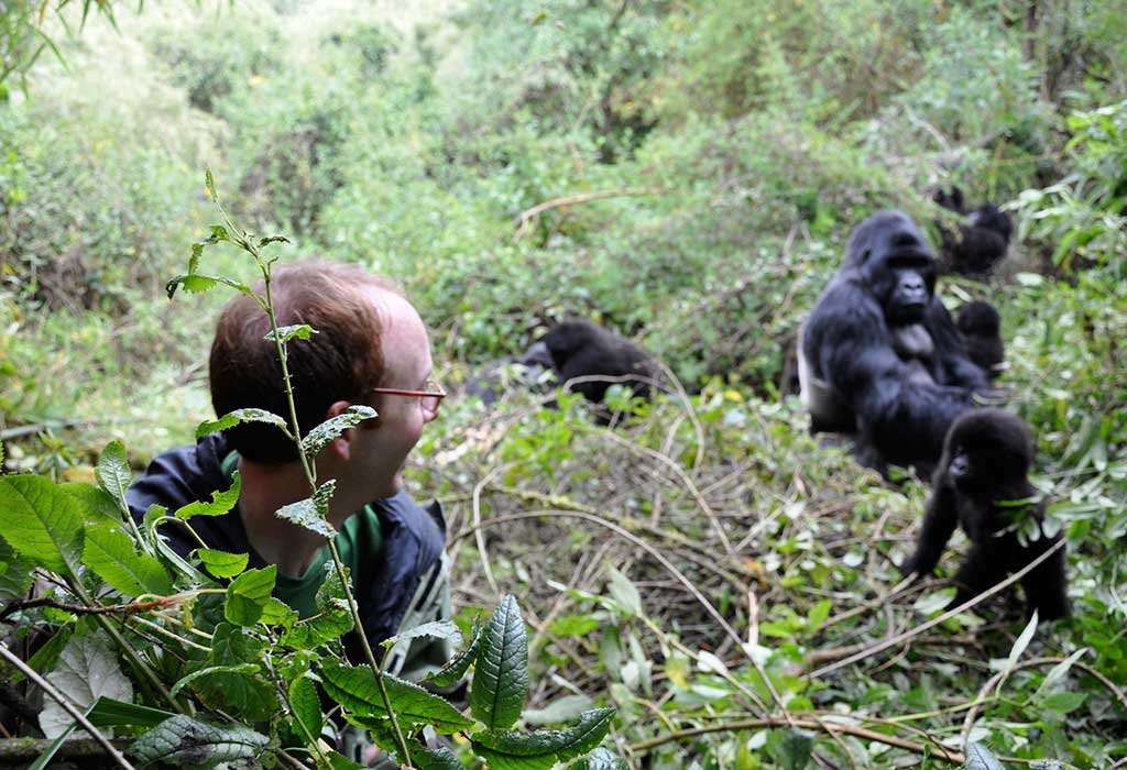4 Days Uganda Gorilla & Golden Monkey Trekking Safari