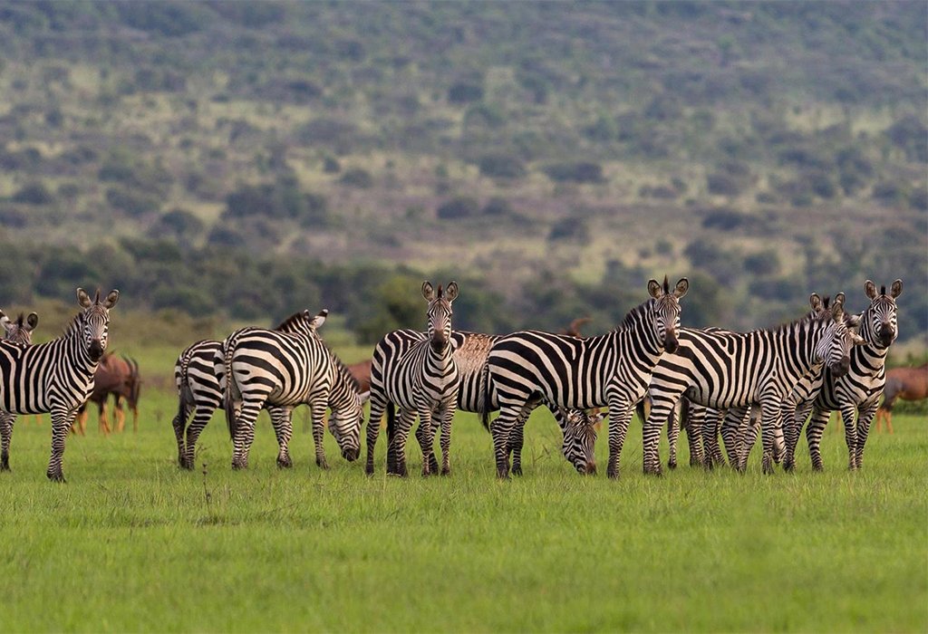 Akagera National Park