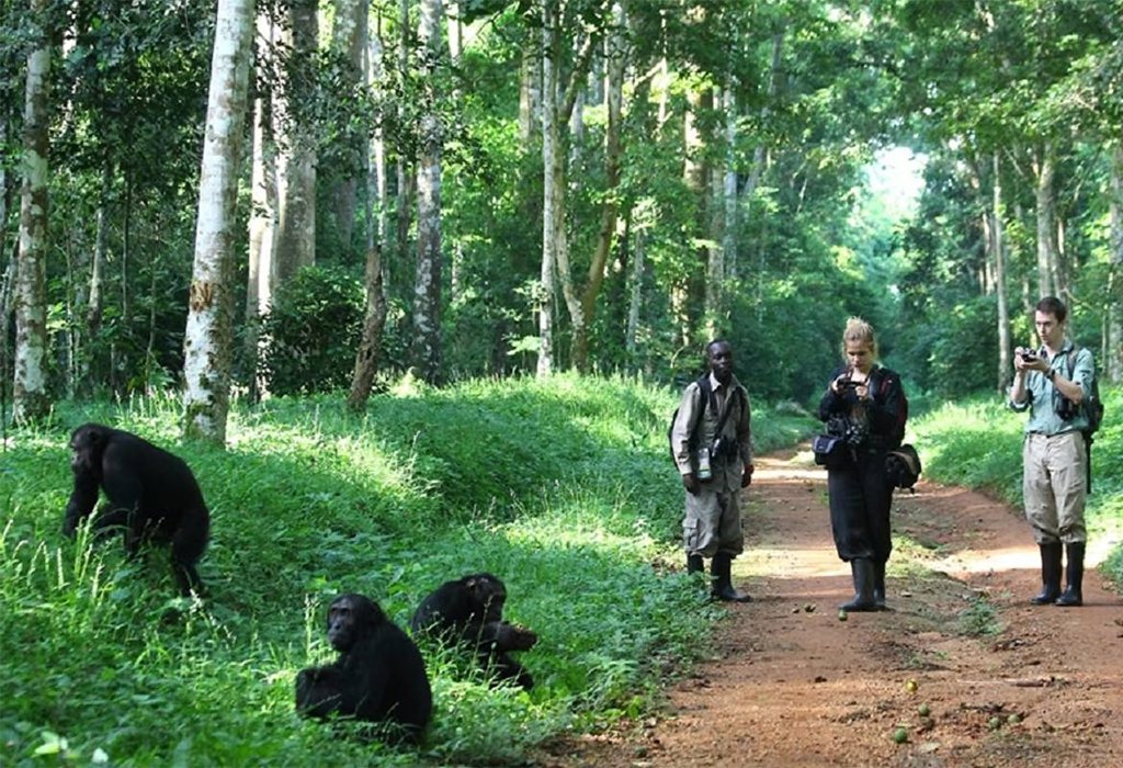 Kibale Forest National Park