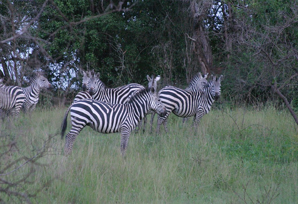 Lake Mburo National Park