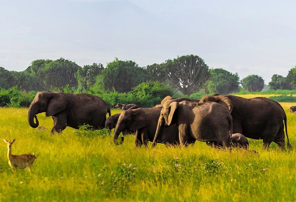Queen Elizabeth National Park