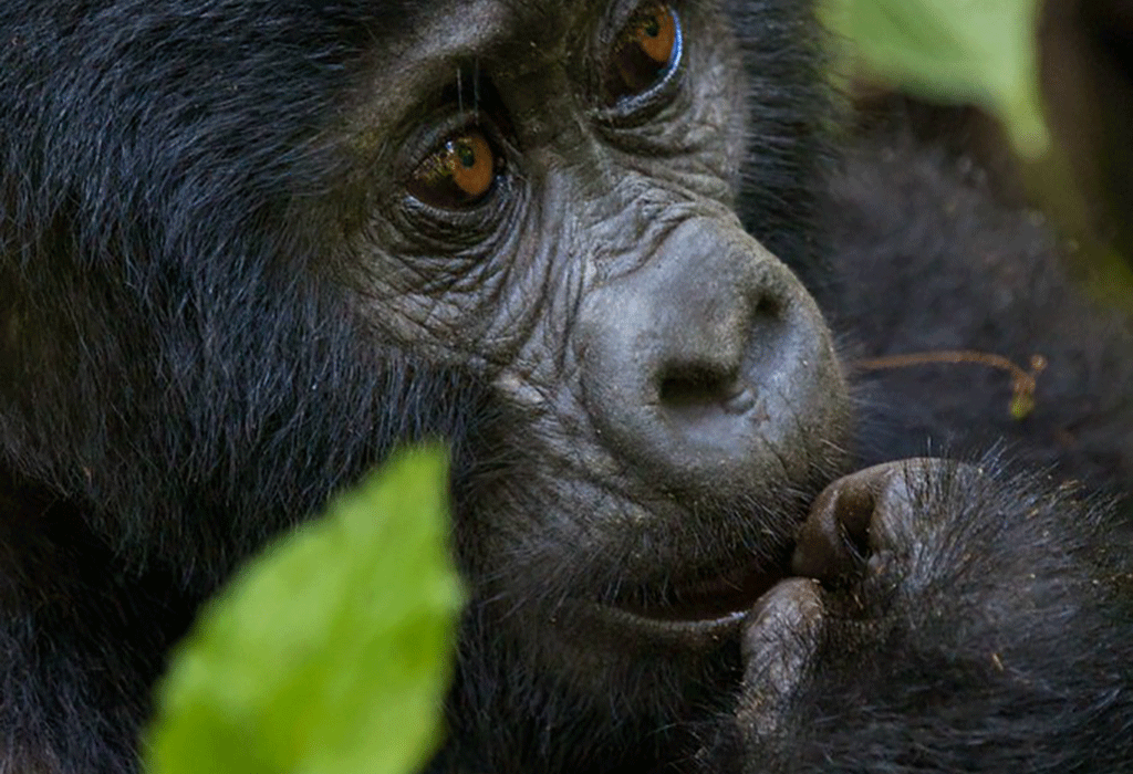 Gorilla Trekking in Rwanda
