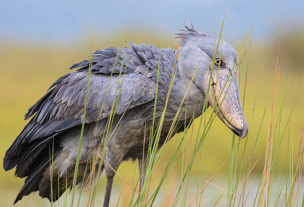 2 Days Uganda Birding Safari
