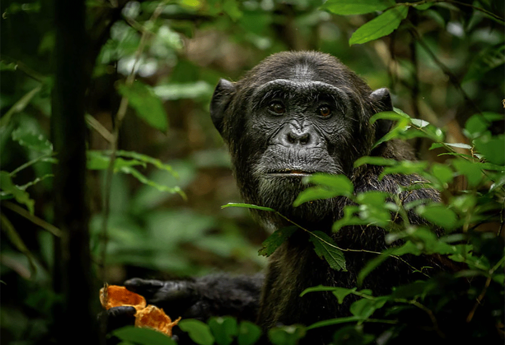 5 Days Gorilla and Chimpanzee Tracking Safari
