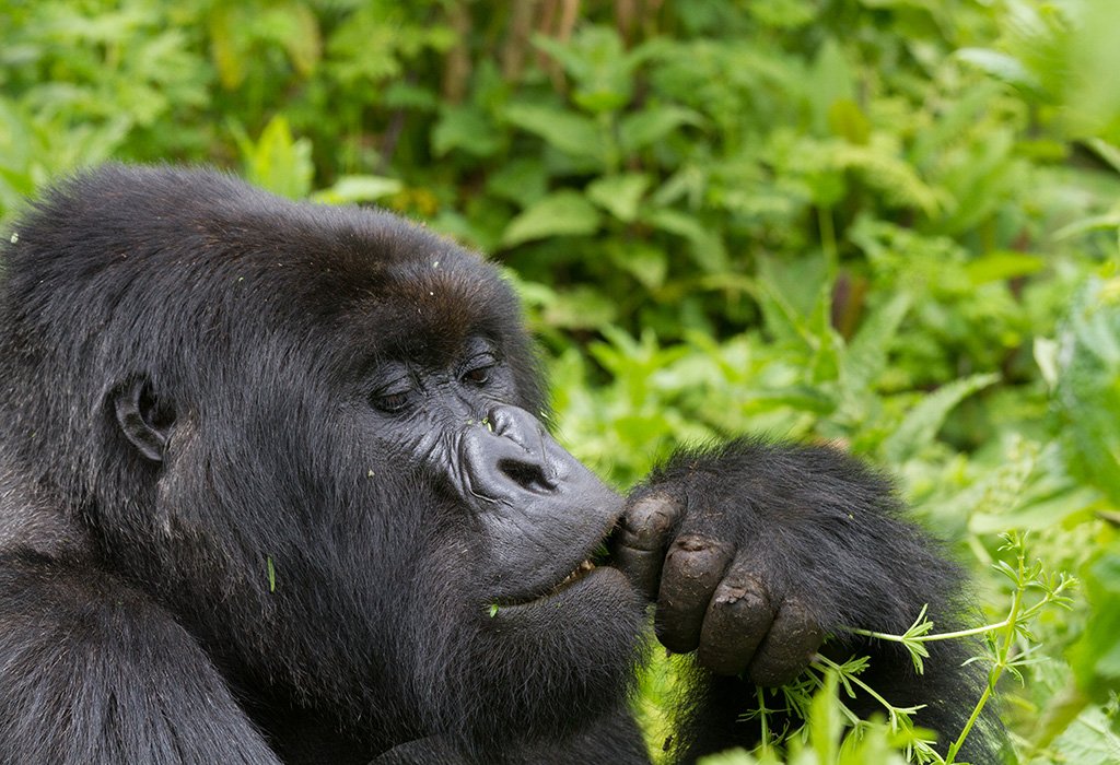 6 Days Rwanda Primates and Lake Kivu Safari
