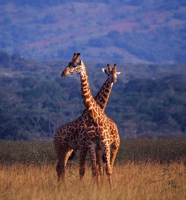 Akagera National Park 