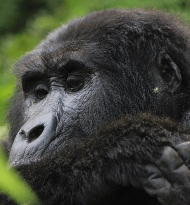 Bwindi Impenetrable Forest National Park