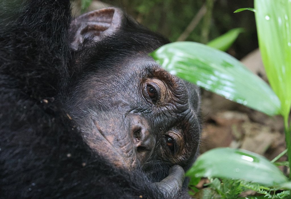 8 Days Wildlife, Gorilla & Chimpanzee Tracking Safari