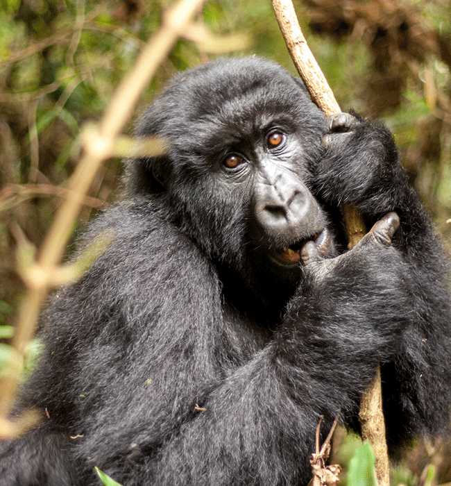 Mgahinga Gorilla National Park