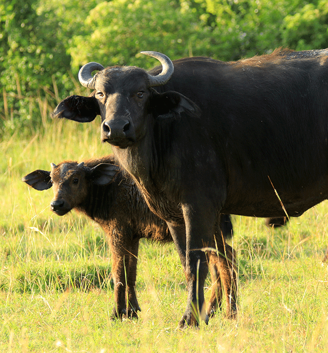 Queen Elizabeth National Park