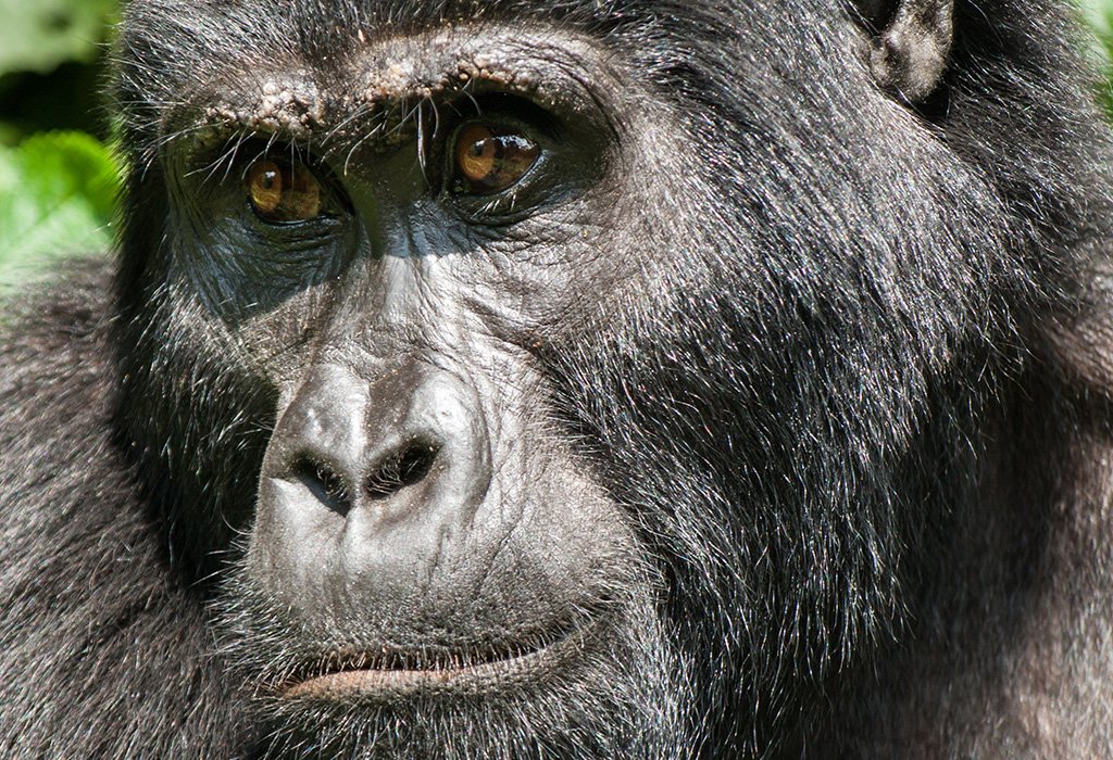 7 Days Gorilla, Chimpanzee & Wildlife Safari in Uganda