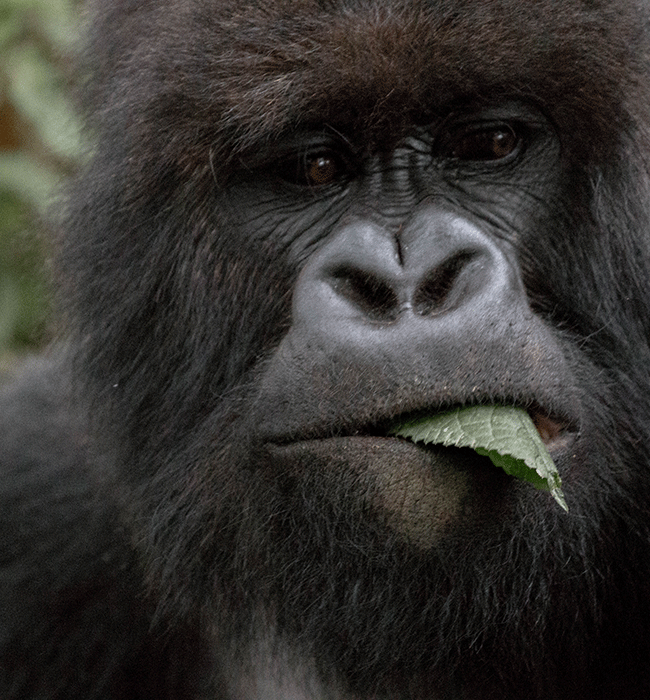 Volcanoes National Park