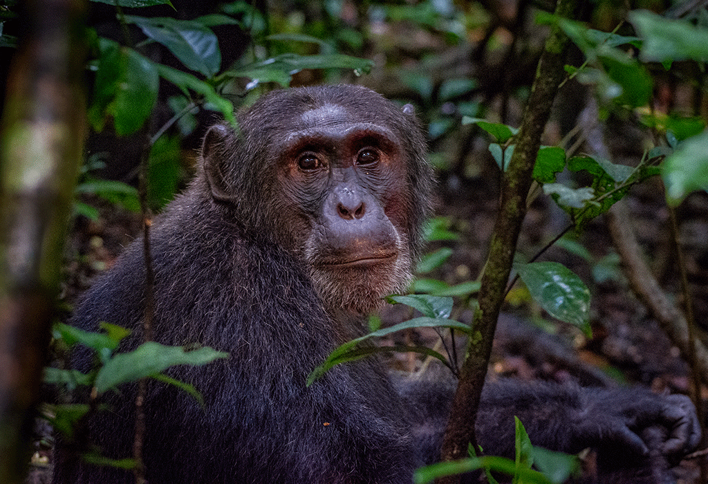 8 Days Wildlife, Gorilla & Chimpanzee Tracking Safari