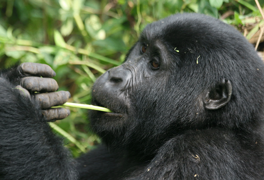 8 Days Wildlife, Gorilla & Chimpanzee Tracking Safari